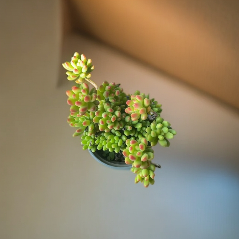 香香春萌多肉植物室内绿植带盆发货适合新手室内外养殖