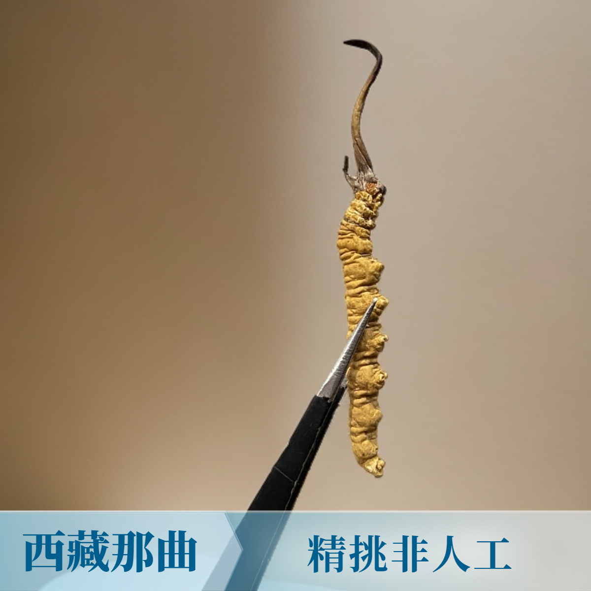 医山拾珍（3根一克）西藏野生高海拔 干冬虫夏草 高品质非人工