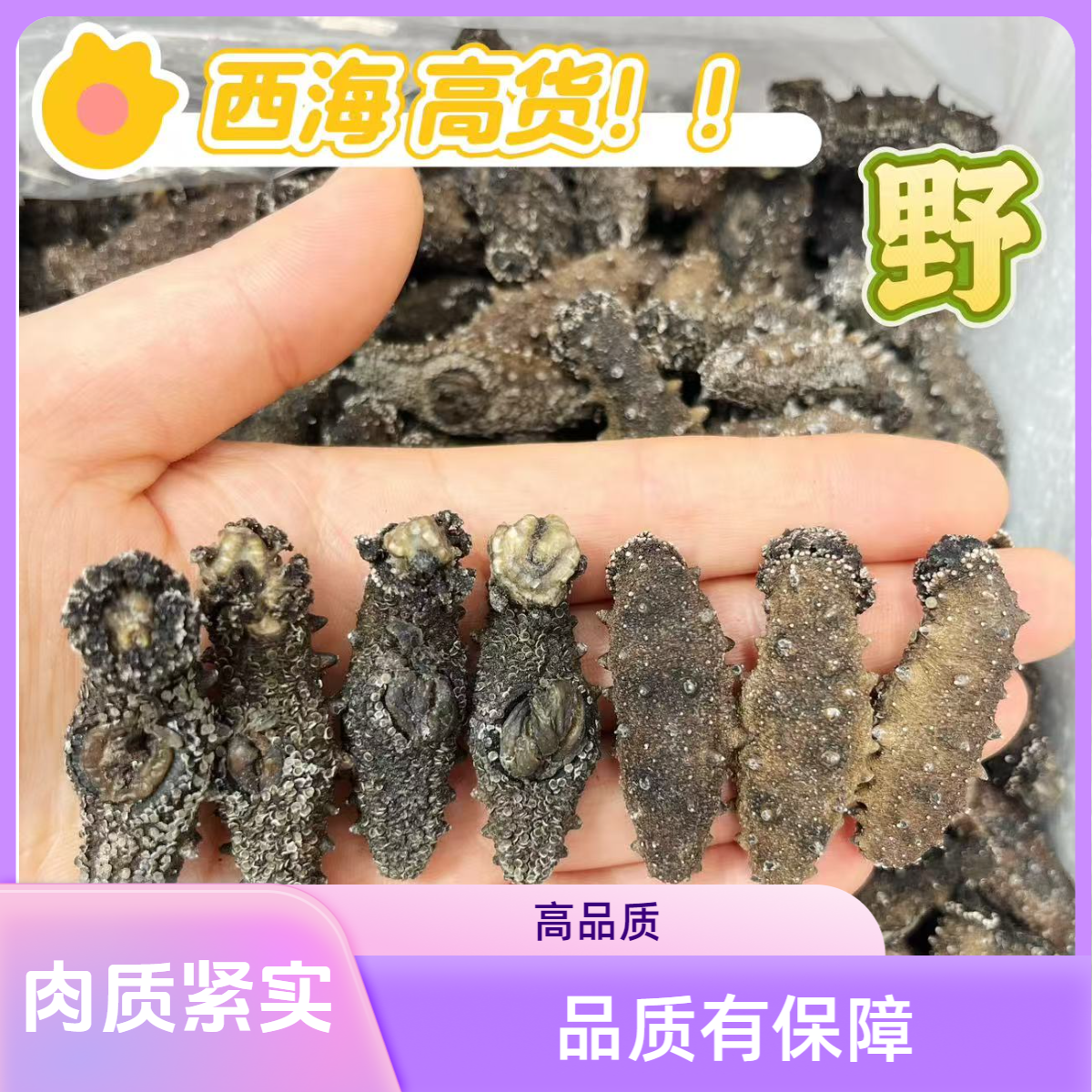 【野--西海】国标纯淡干海参海参滋补高营养高泡发送礼