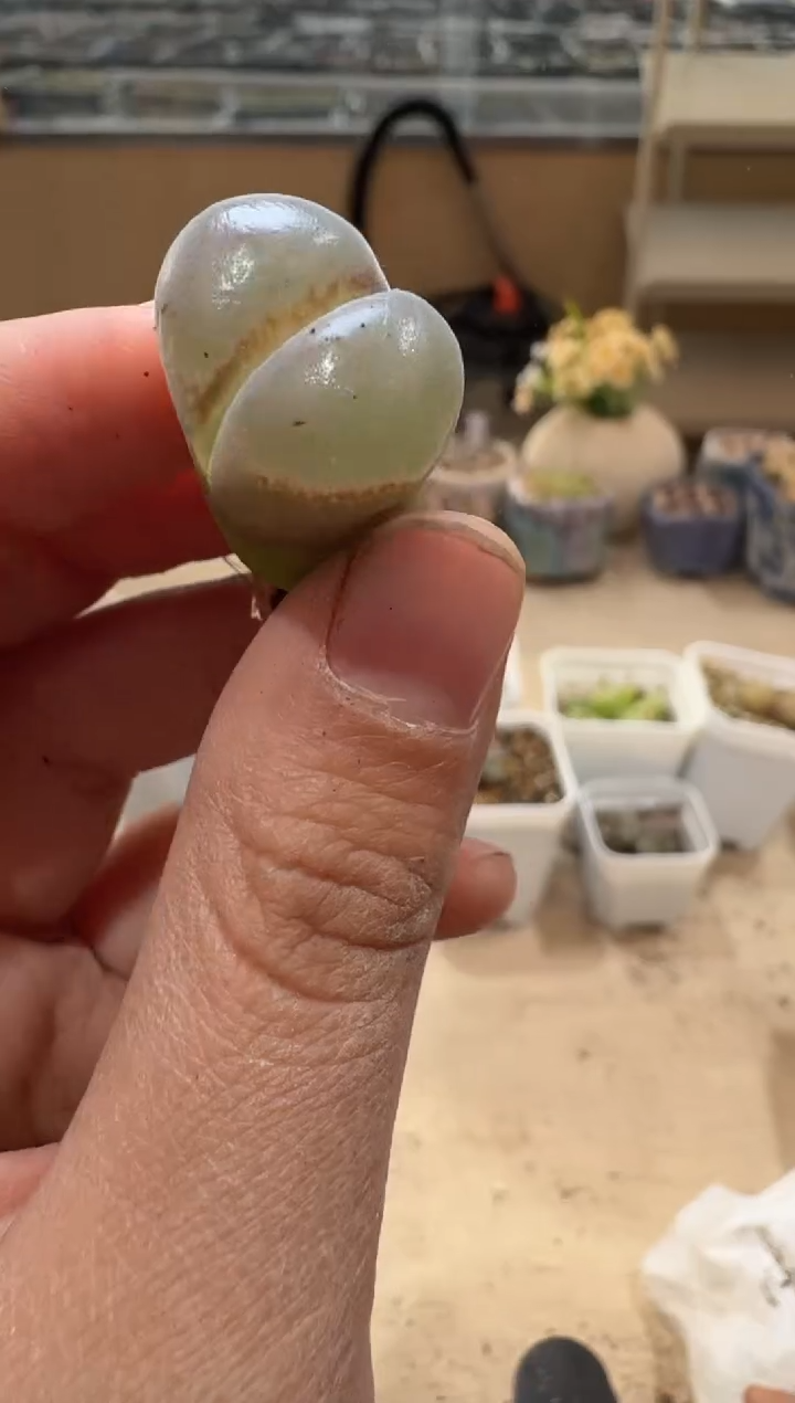 多肉植物肉锥3-259