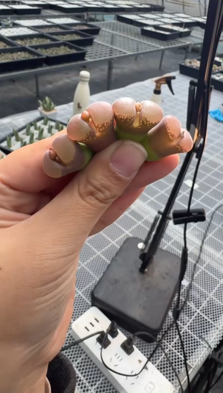 118多肉植物肉锥果冻窗一颗