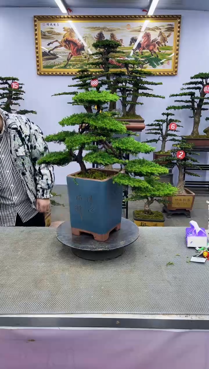 【闪购商品】八斗松/松类活物造型盆景，以直播间截图为啊啊啊