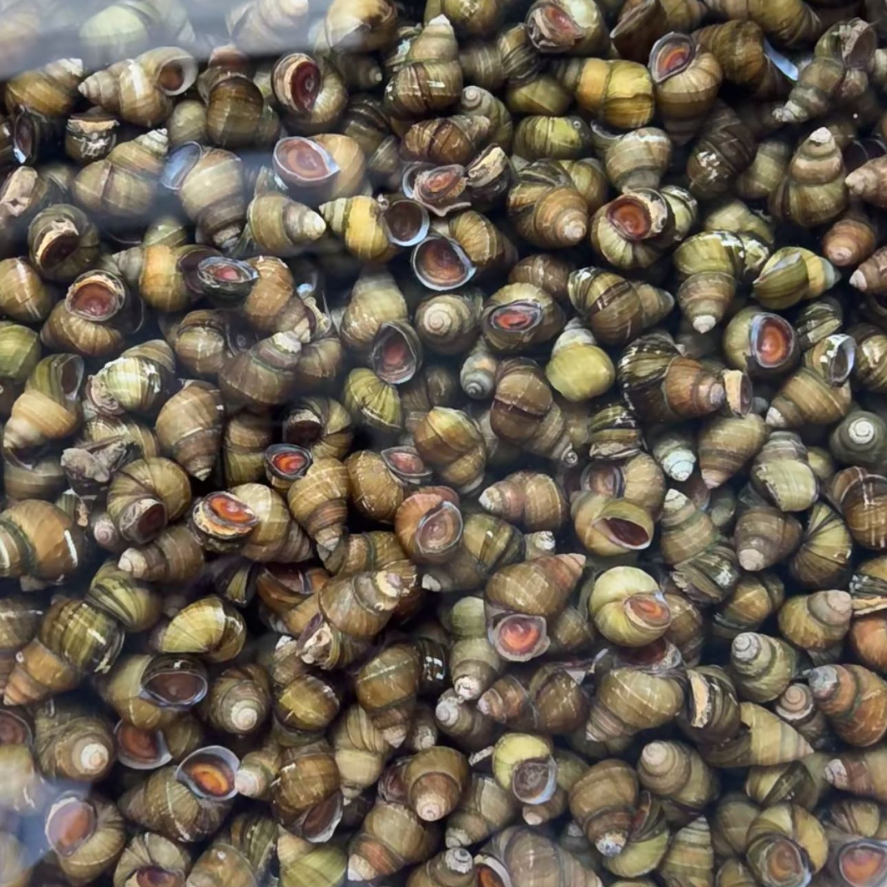 【鲜活剪尾田螺】500g