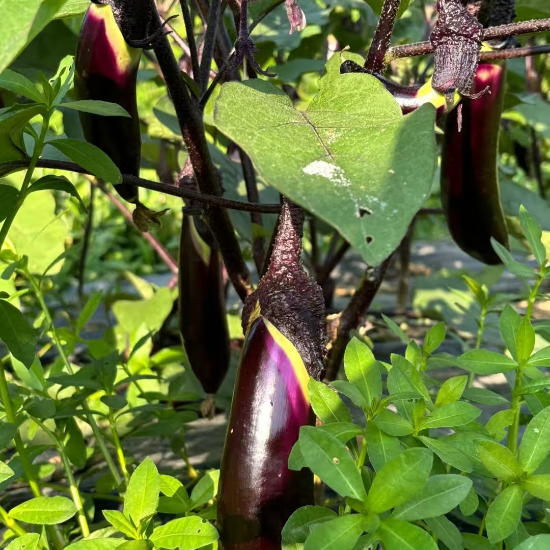 【紫茄子】净重3斤 大别山农家露天种植老品种本地茄子顺丰京东包邮