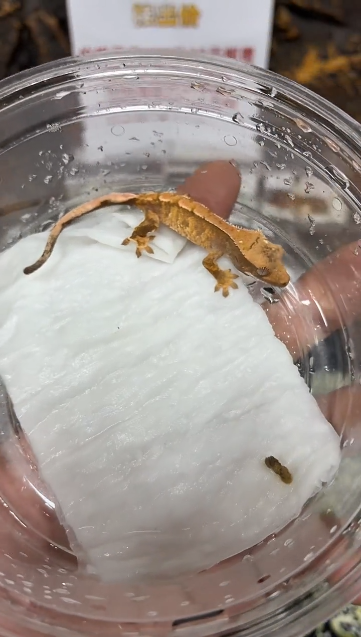 睫角守宫睫角守宫