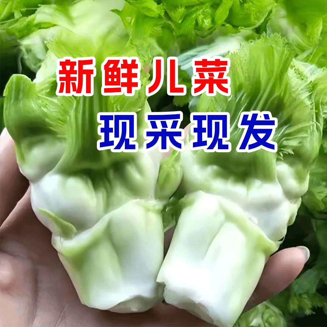 现挖新鲜多头儿菜抱儿菜母子芥菜当季时令蔬菜2斤5斤