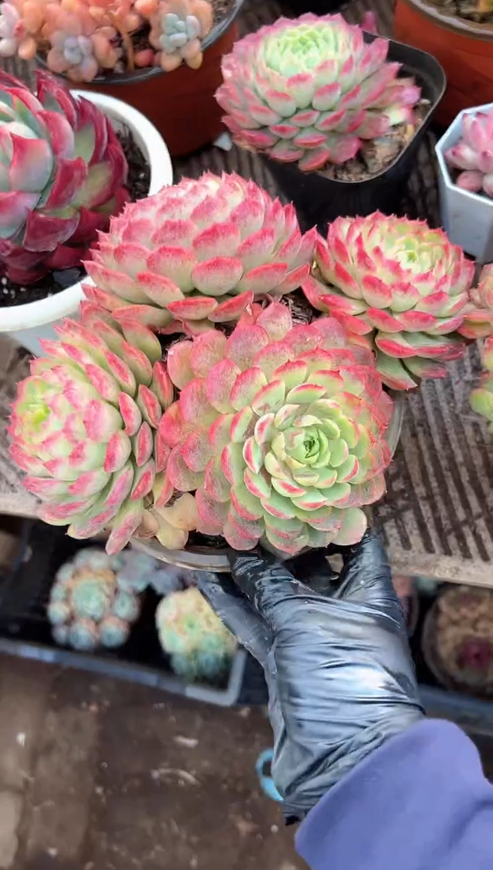 一***吖多肉植物一物一拍18267