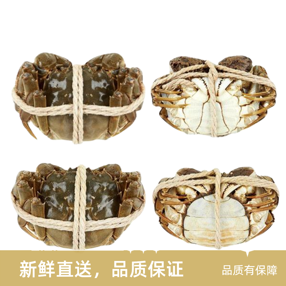 活蟹 段脚 母3.6-3.9两 公4.9-5.2组合装3斤6-8只 兴化大闸蟹顺丰