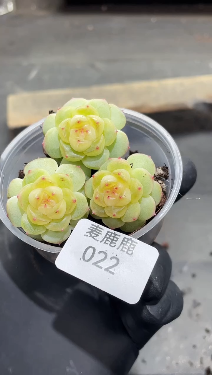 022觅青       量拍