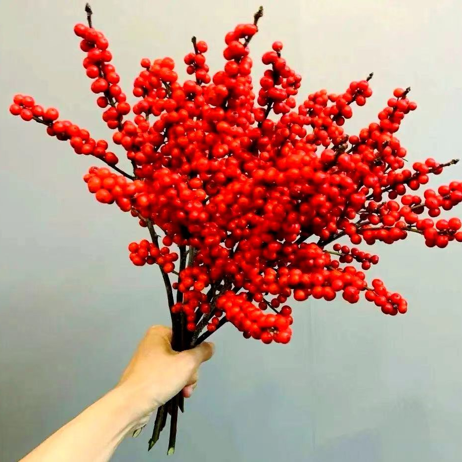 A级冬青（5度以下地区必拍保温棉否则冻坏不赔，树花需落地花瓶）