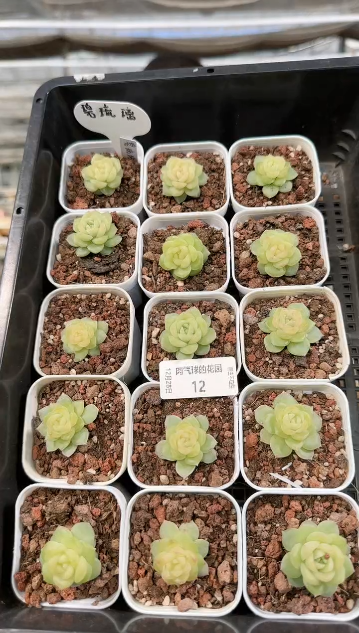 1228-12碧琉璃多肉量拍任意发一颗群生不包整