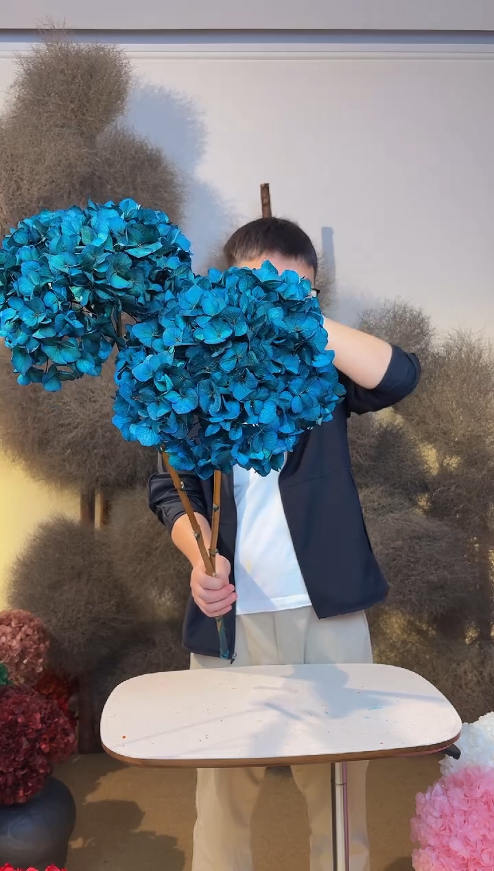 120  山前小麦 · 永生大叶绣球2枝孔雀蓝
