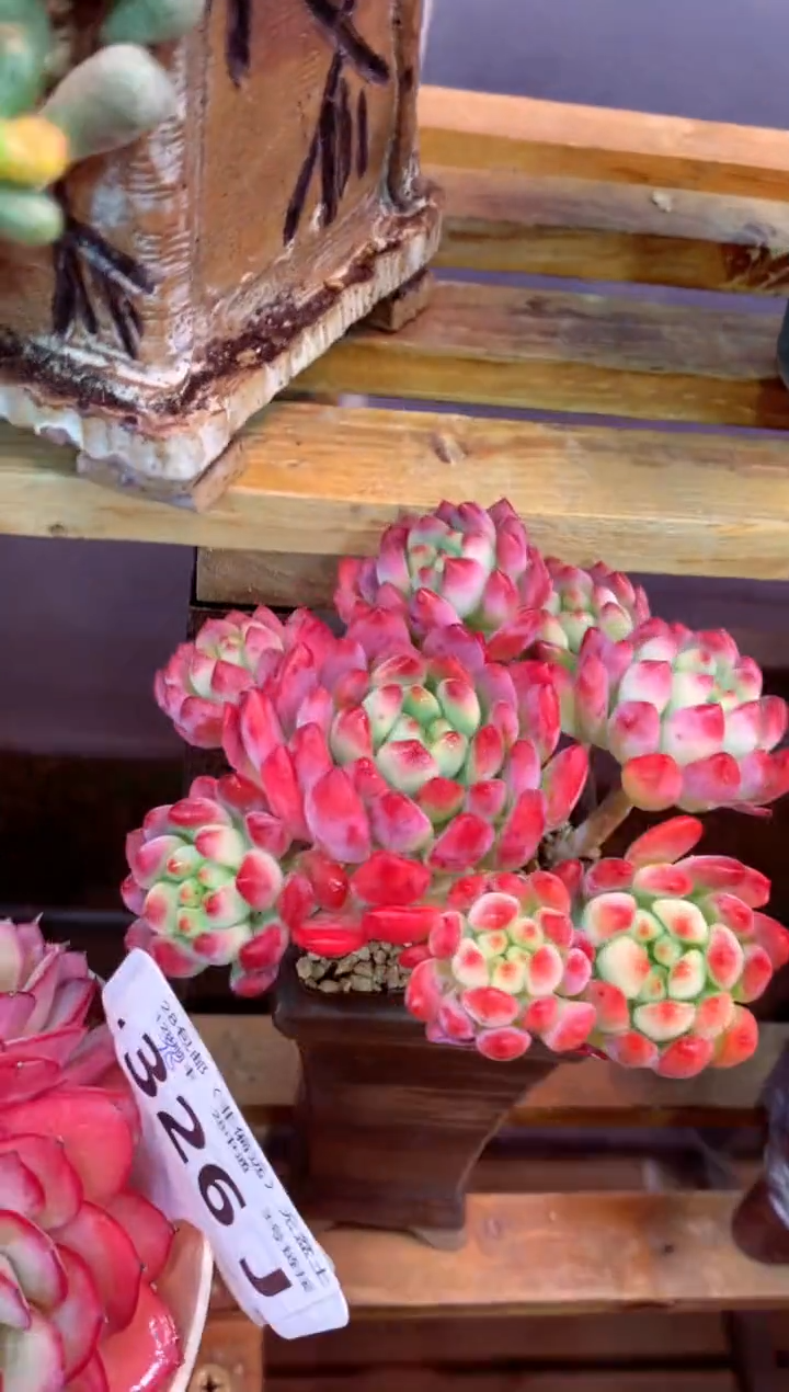 327J（一物一拍，精品多肉，w所见即所得 ）