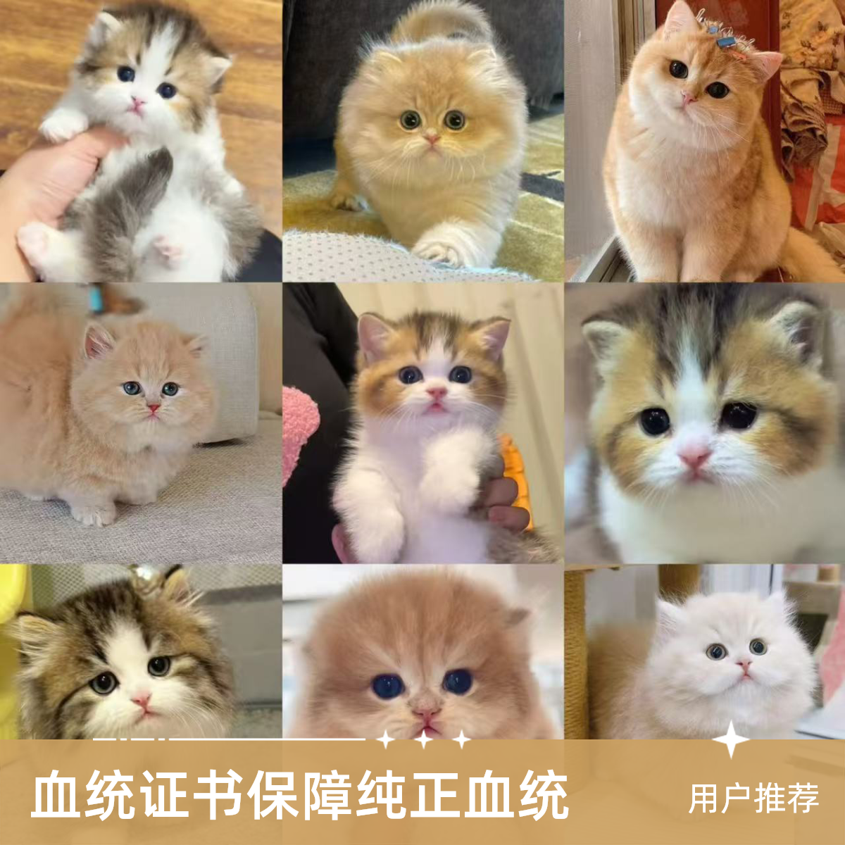 猫咪活体全款链接