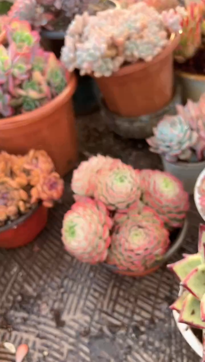 ?*?多肉植物一物一拍31465