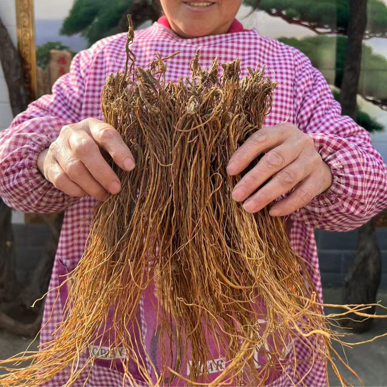 踏自然龙胆草全根精选 无硫无熏 当季新货 干净无杂自然