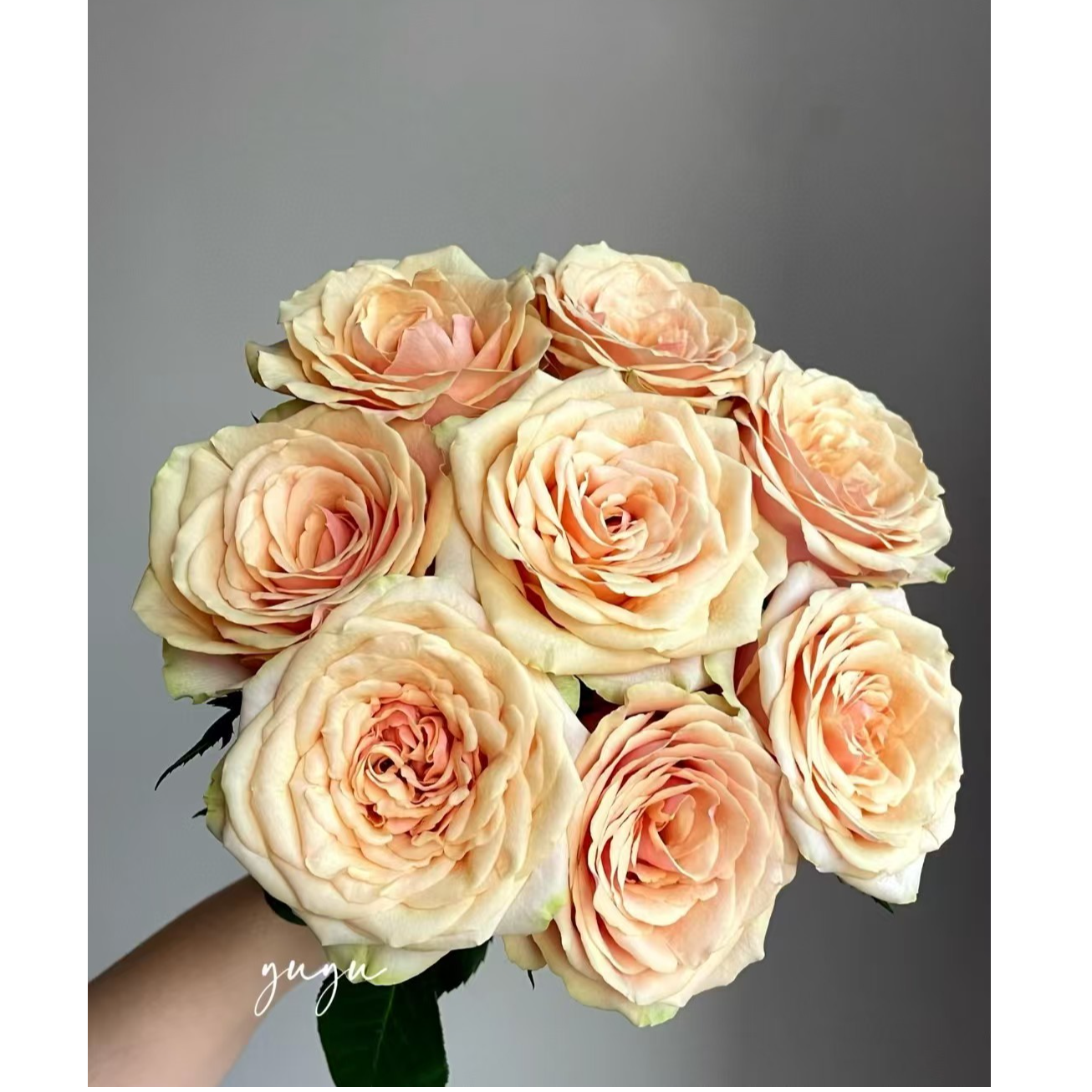 迪薇娜玫瑰（渐变色/怒放）