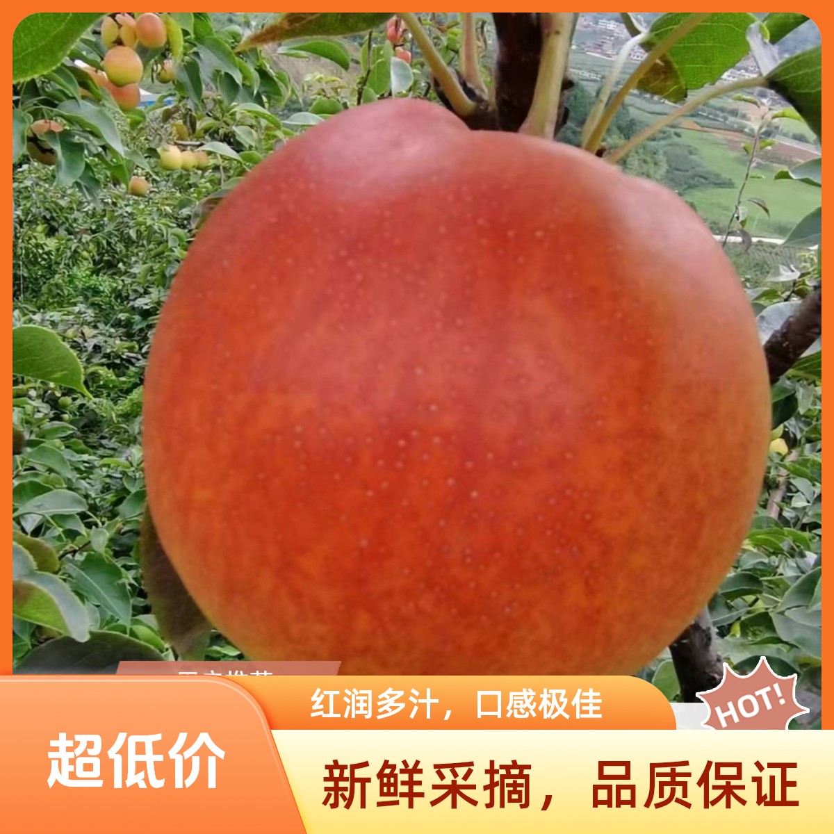 树界（云南红梨）果树苗 容器嫁接苗 大果梨树苗 香甜多汁脆甜可口