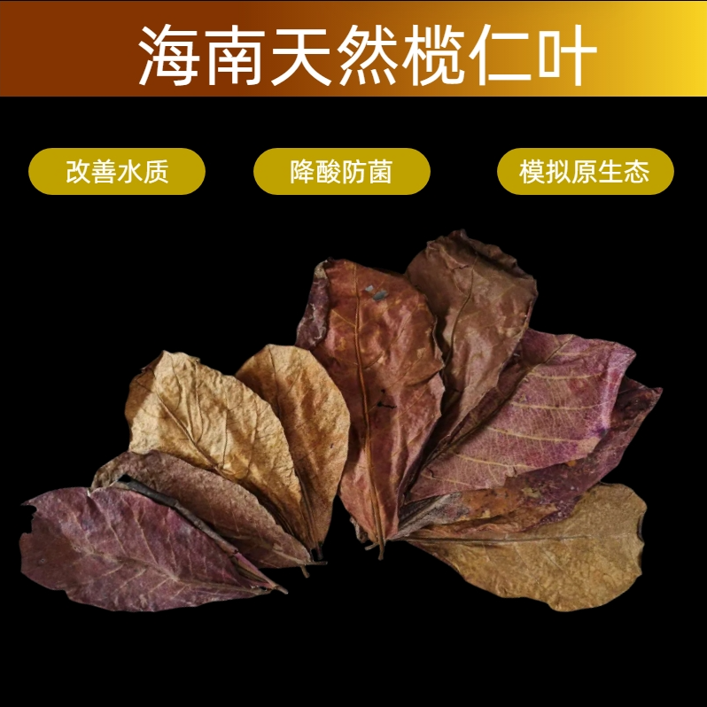 泰国斗鱼养鱼必备正宗海南榄仁叶包邮调节水质降低PH值模拟原生态