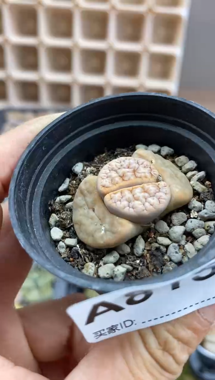 【闪购商品】8151 直播一物一拍