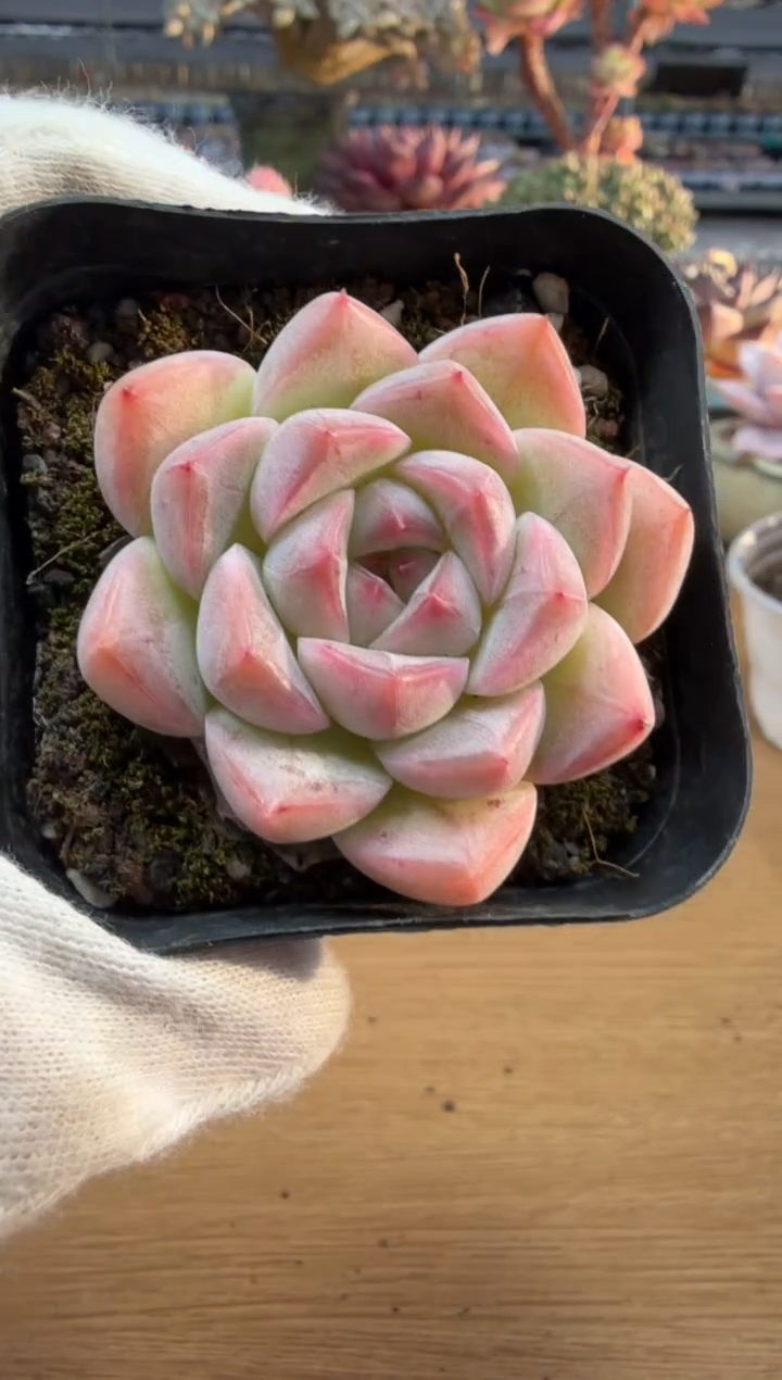 东云多肉园二店-360