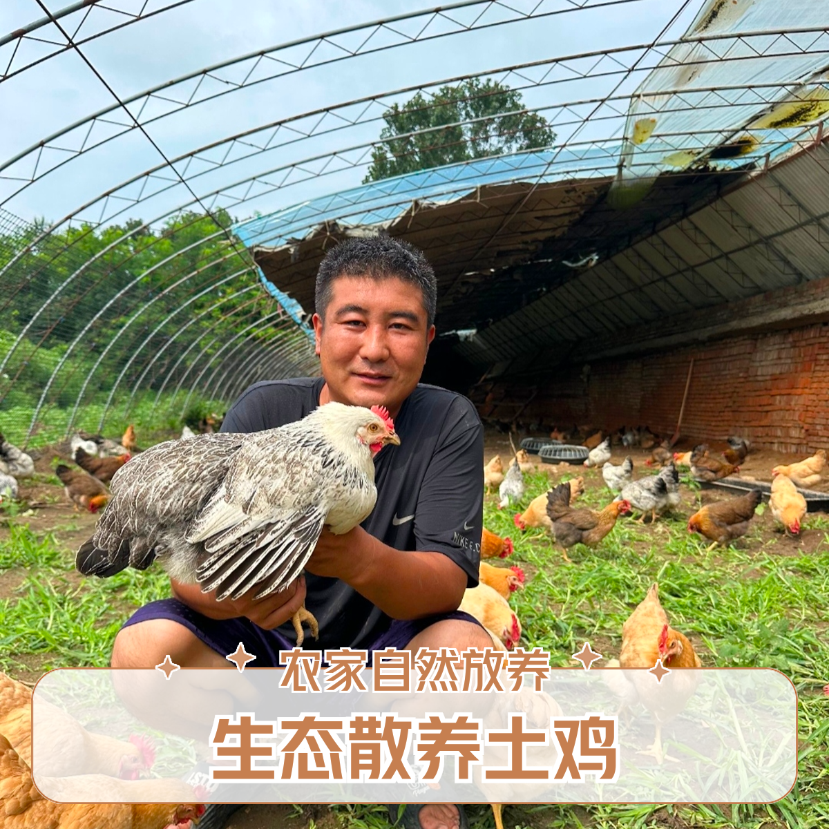 一年农家林间散养麻羽鸡吃五谷杂草鸡肉同城送鸡肉同城配 包冰率15%-20%