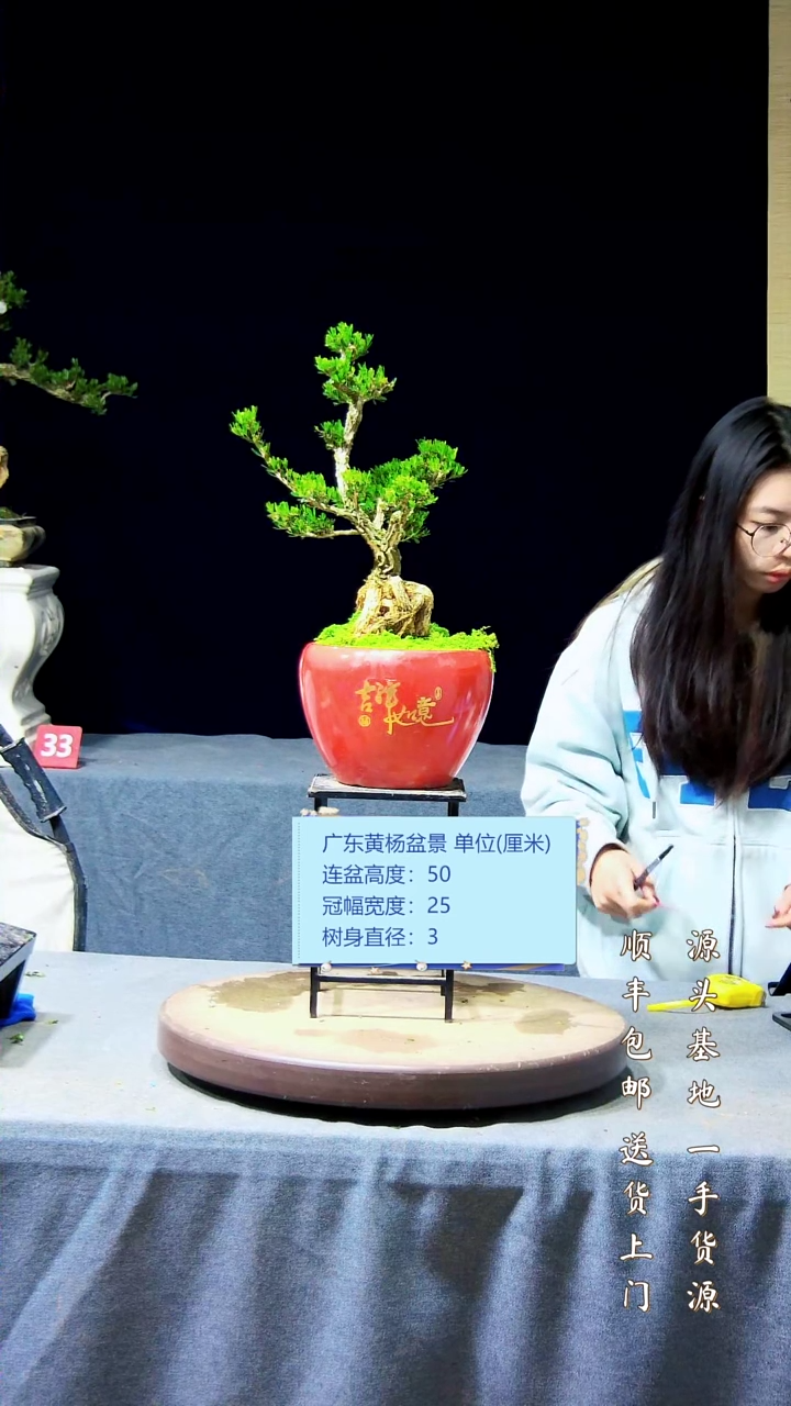 【闪购商品】黄杨盆景黄杨盆景