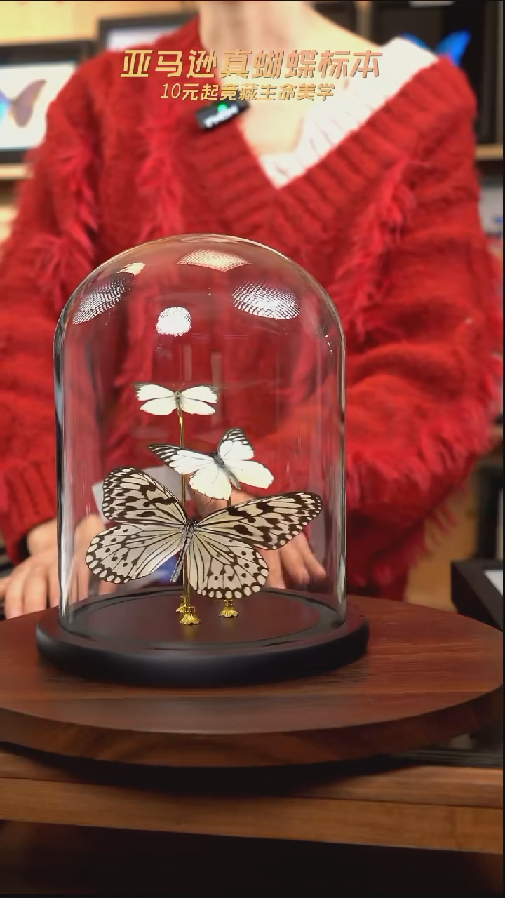 蝴蝶标本摆件竞拍d398