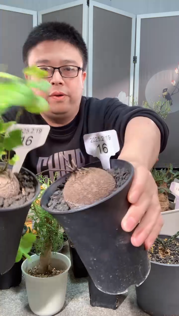 【闪购商品】南非龟甲龙2.18.16