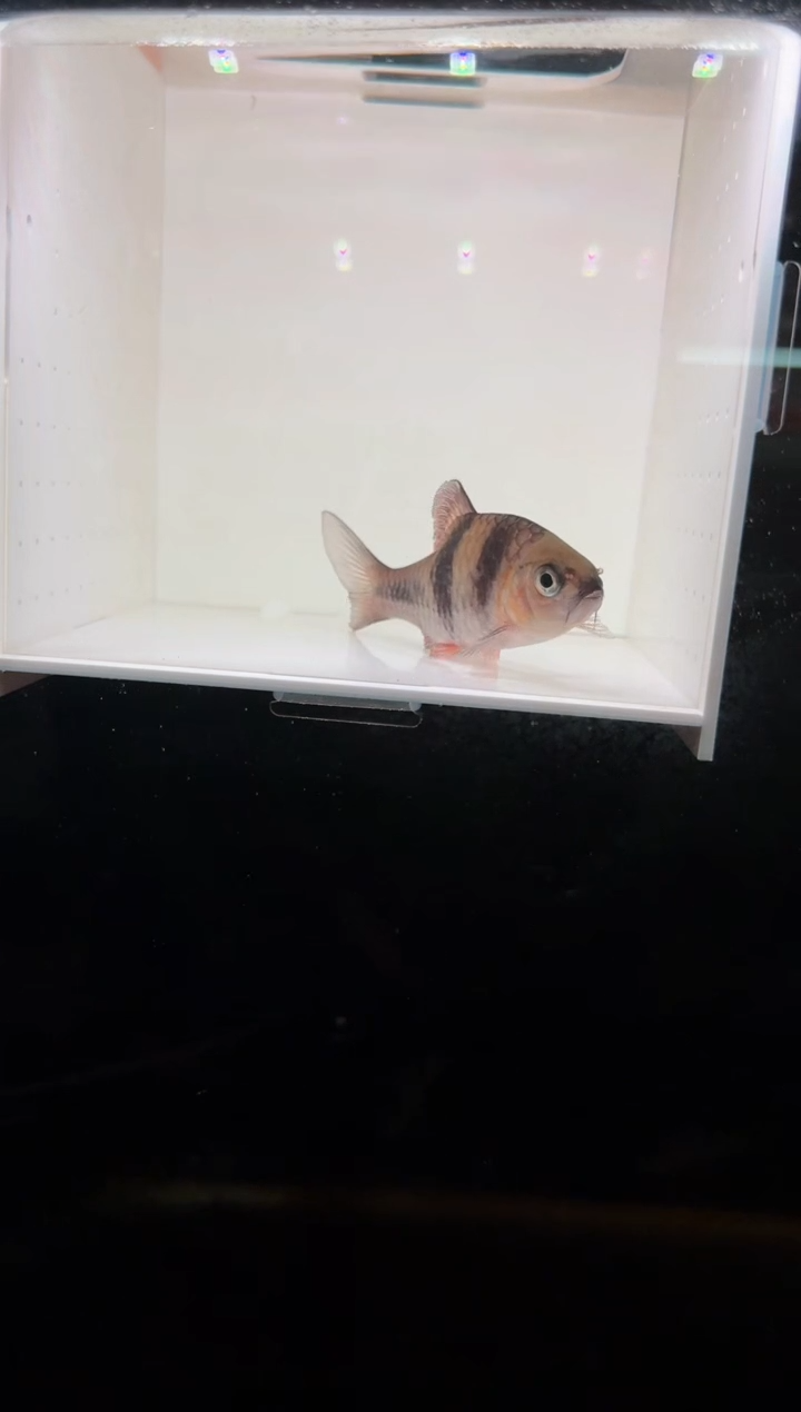 工具鱼邮差鲫111