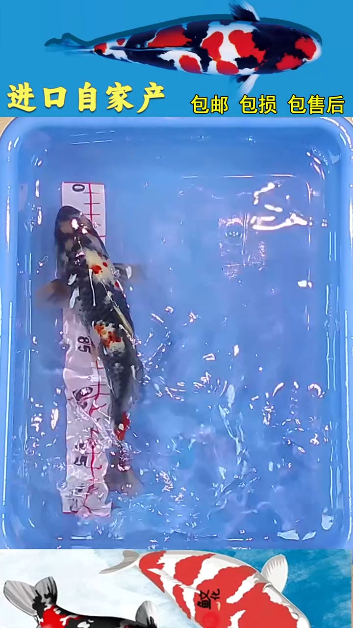 锦鲤2025/12/26悦鲤阁甄选锦鲤--28