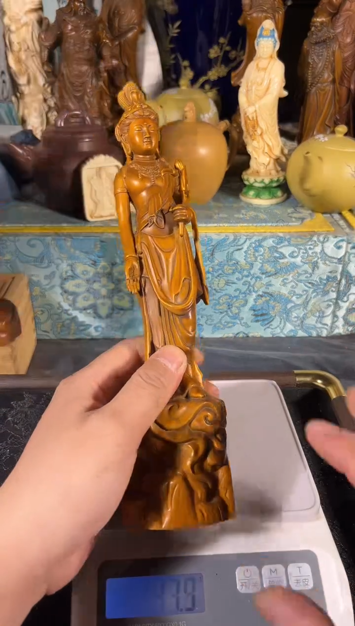 黄杨木1111111111111111111