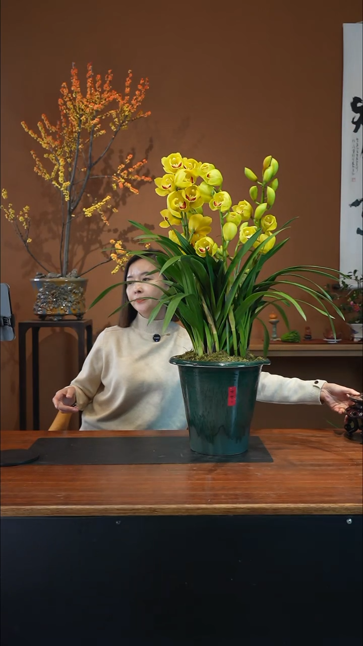 全部花朵月影盆景盆景盆景