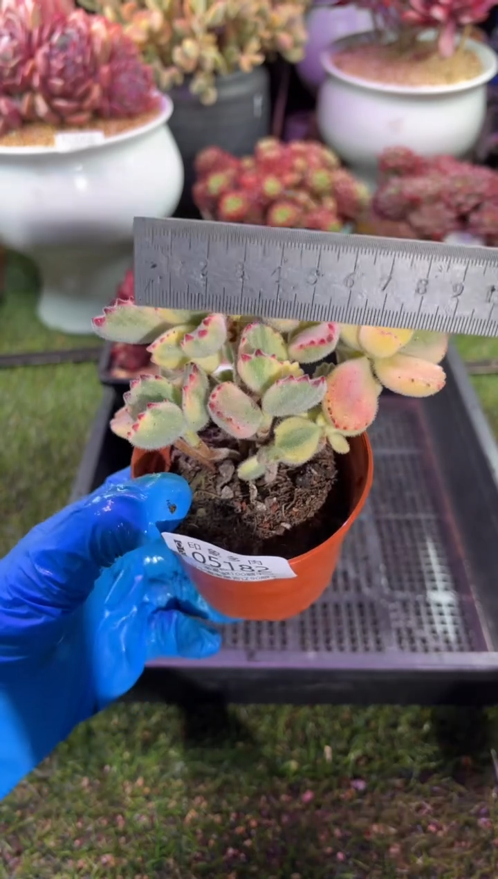 【闪购商品】05182