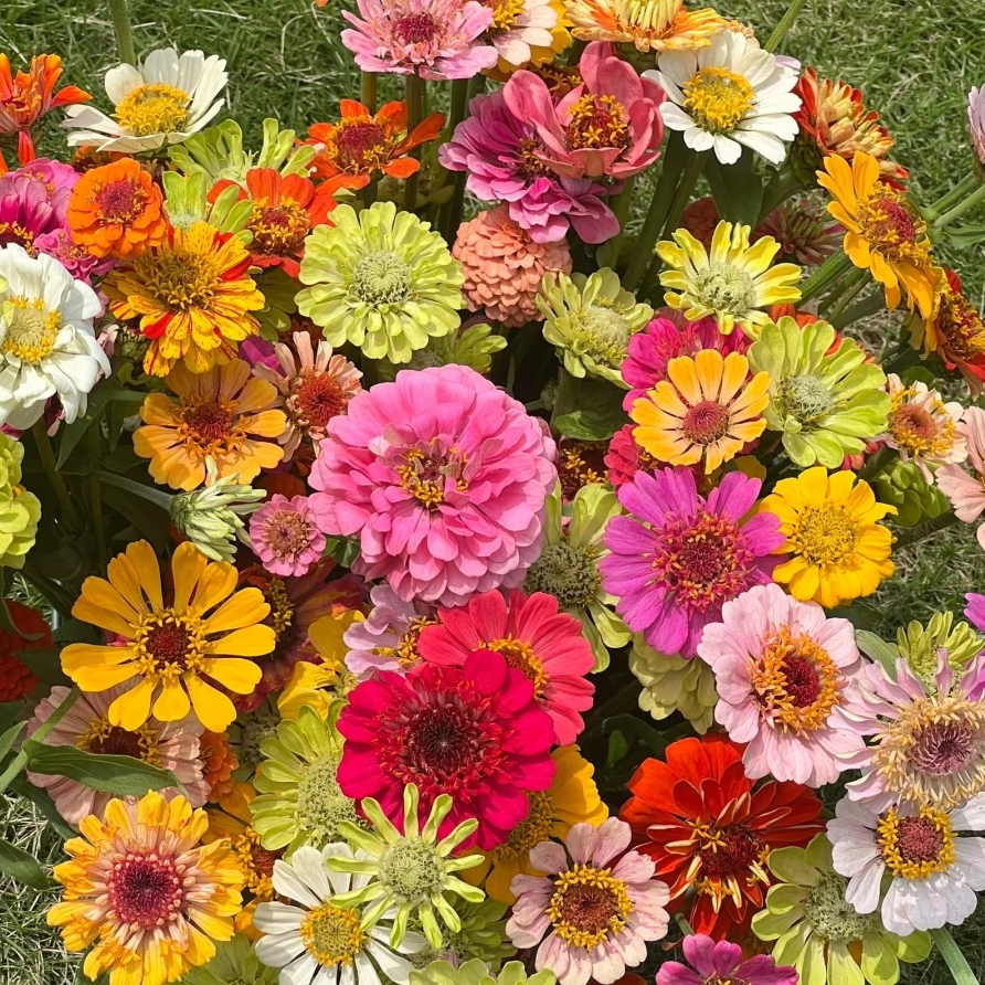 【百日红】百日草花盆栽鲜花苗阳台庭院四季开花客厅好养花卉绿植