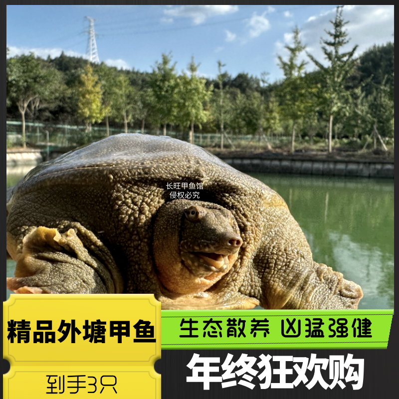 【外塘散养甲鱼3只】生猛生态外塘甲鱼共3-4斤正宗外塘青背老甲鱼