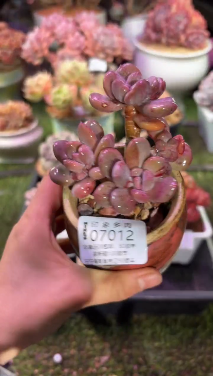 【闪购商品】07012