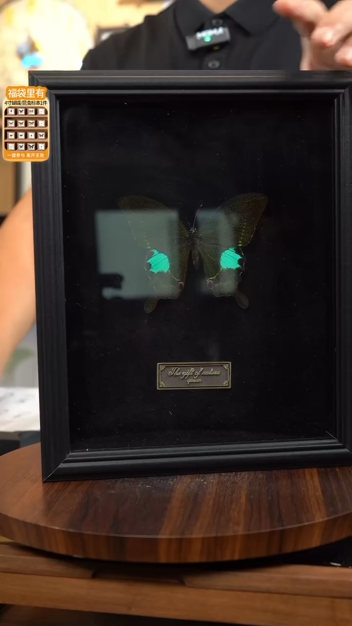 蝴蝶标本摆件竞拍巴黎翠凤蝶c187