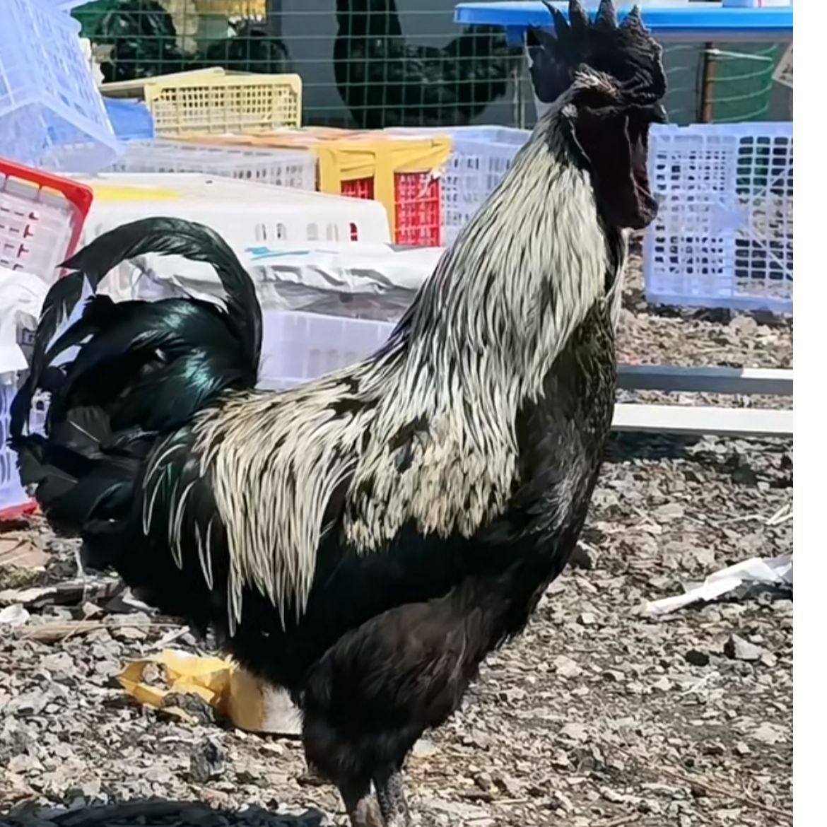 宠物鸡 云南青花乌骨鸡 青花瓷的颜色 包邮发货