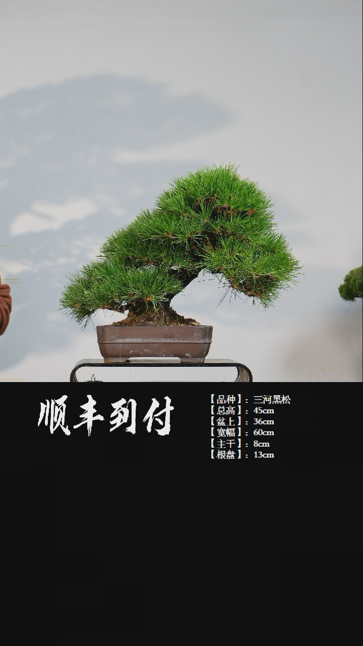 【闪购商品】·z097三河黑松bubaoyou