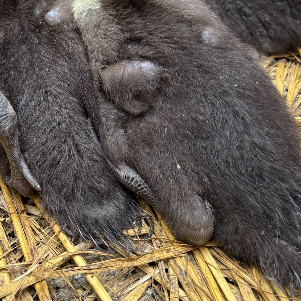 宠物鸭凤头活泼可爱不用保温
