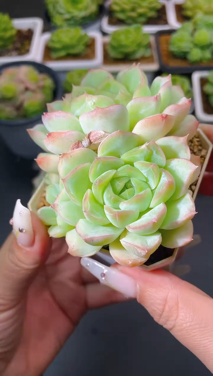 014碧波量拍发一颗