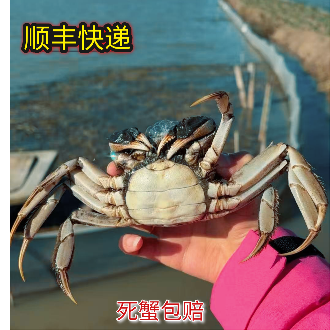 【全母活蟹】2-2.3两8-10只装江苏精品全母大闸蟹