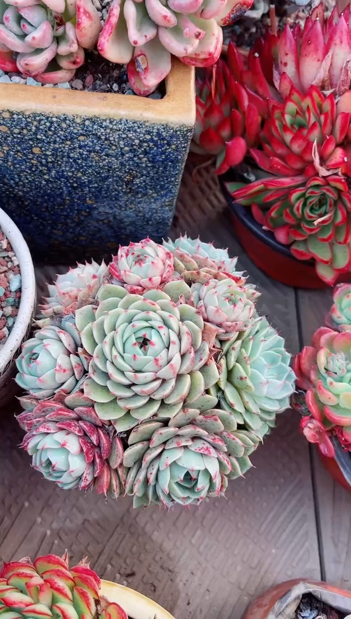 【闪购商品】21088