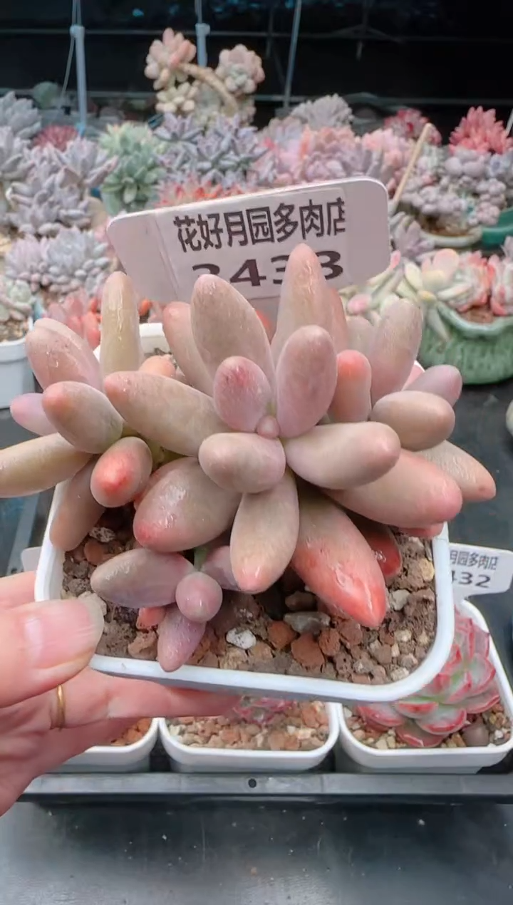 【闪购商品】3433糖果美人