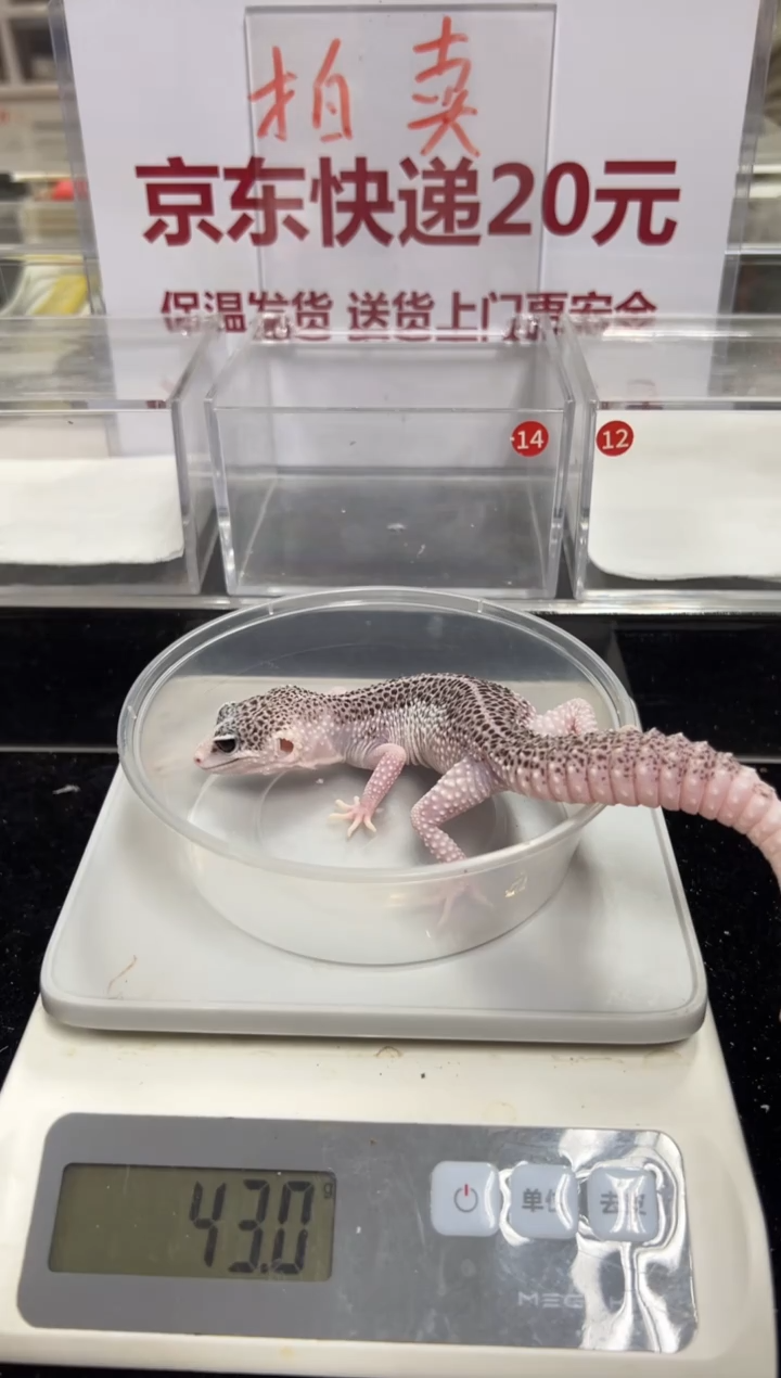 豹纹守宫0000000000