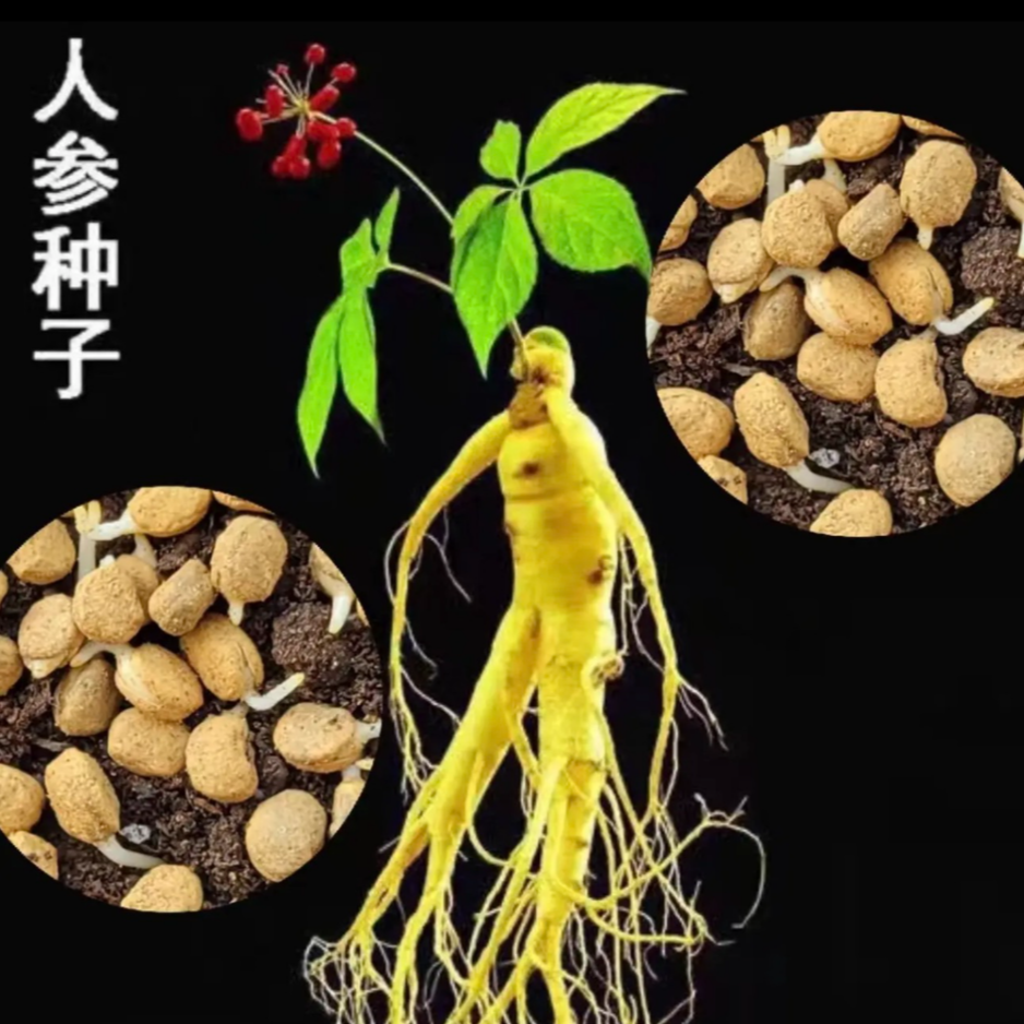 人参种子春秋长白山花旗参白参种四季阳台花卉植物