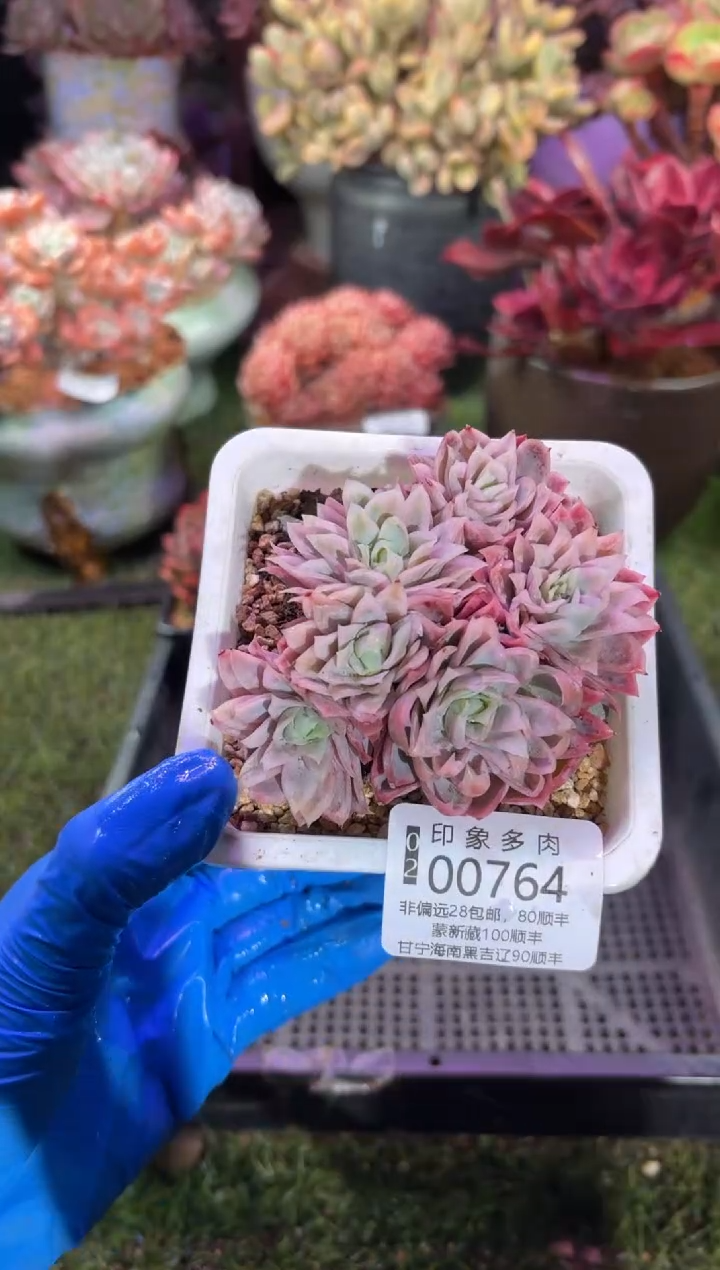 【闪购商品】00764