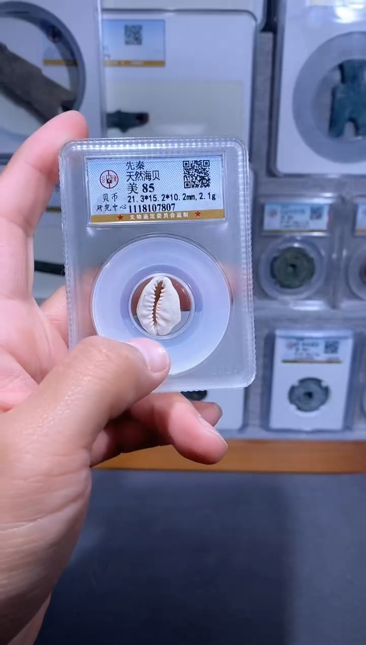 【闪购商品】铜品泉收藏    先秦海贝