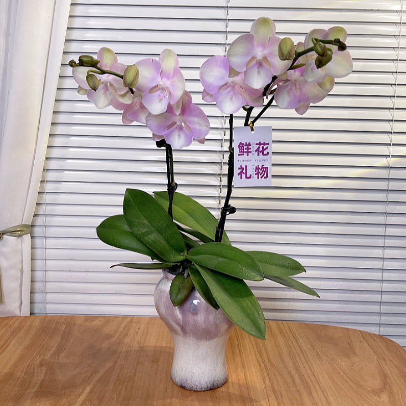 【威尼斯-蝴蝶兰】QX高端鲜花 定制款 易养花期长 送礼 家居摆件